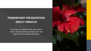 Slide dedicated to hibiscus, showcasing a close up image of a blooming red flower with text area.