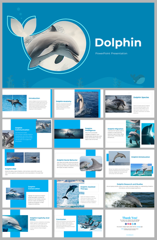 Blue dolphin themed slides with topics including species, social behavior, echolocation, and dolphin assisted therapy.
