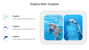 Dolphin template with illustrated dolphin icons and two photos of dolphins in blue water with three captions areas.