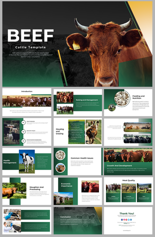 A pack of beef cattle slides featuring many sections with text descriptions and pictures related to it.