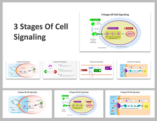 Slide deck on the 3 stages of cell signaling, using colorful diagrams, detailing reception, transduction, and response.
