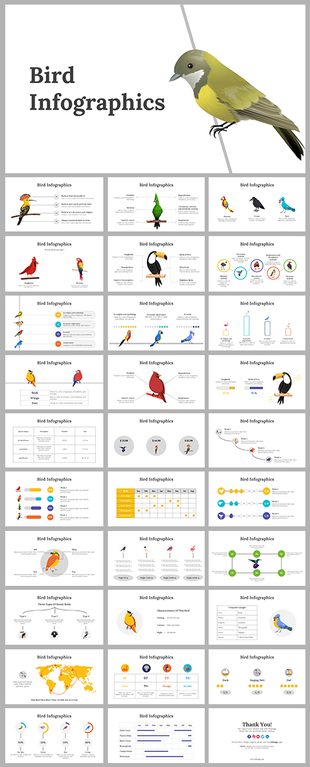 Slide deck featuring infographics with colorful illustrations, charts, maps, and timelines for bird related data.