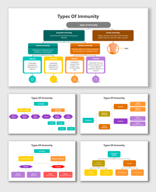 Types Of Immunity chart showing innate, active, passive, and acquired immunity with color-coded sections and flow arrows.