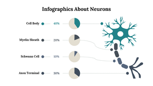 Illustration of neuron in teal and gray with four labeled parts, paired with pie charts showing percentages.