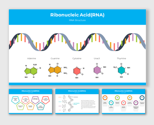 RNA structure diagram featuring a double helix with labeled nucleotide bases and additional related slide deck below.