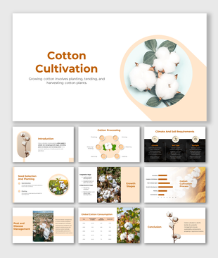 Slide deck detailing cotton planting, tending, harvesting, and processing, including images and growth process charts.