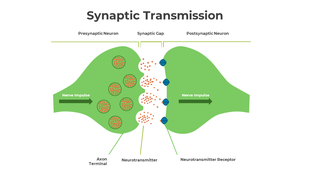 Illustration of synaptic transmission showing the presynaptic and postsynaptic neurons on a green theme.