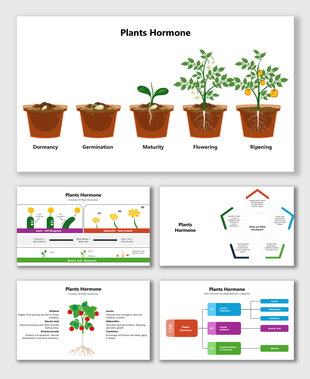 Plants Hormone Stages of plant growth from dormancy to ripening, with functions of hormones like auxins.