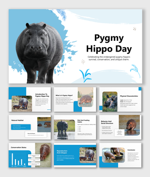 Pygmy Hippo Day slides with blue-white theme, large hippo image, wildlife photos, charts, and facts on traits and habitat.