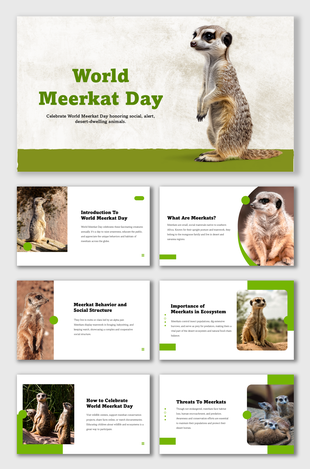 World Meerkat Day slides with meerkats, green shapes, white background, and text on behavior and threats.