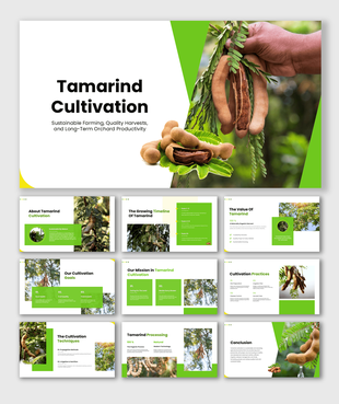 Tamarind Cultivation PPT covering orchard planning, growing practices, processing, sustainability, and harvest management.