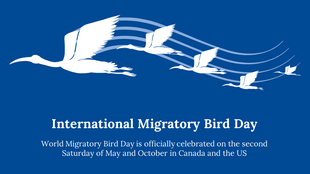 White silhouettes of flying birds with curved lines on a blue background, symbolizing migratory bird movement.