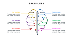 Colorful brain shaped infographic PPT slide with labeled pathways for placeholder text on a white backdrop.