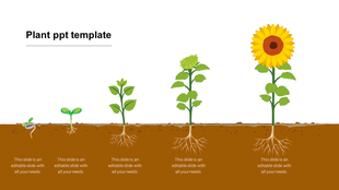 Illustration showing the growth stages of a sunflower from seed to full bloom with a caption area on a brown bottom.
