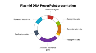 Circular diagram of a plasmid with colored segments in red, green, orange, purple, blue, and gray, labeled by text.