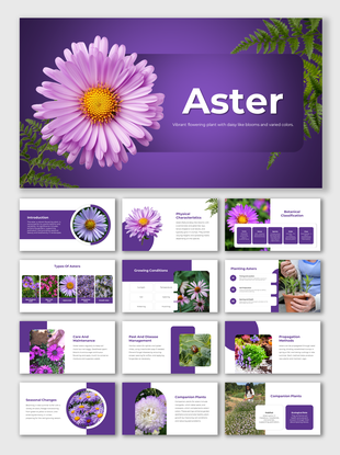 Aster flower image with purple petals and a yellow center, set against a purple background with ferns on the side.