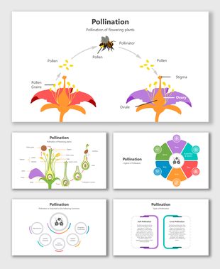 Pollination is the transfer of pollen from anther to stigma, enabling plant reproduction, diversity, and food production.