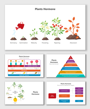 Plants Hormone slides with growth stages, lifecycle diagrams, pyramid charts, and color-coded informational placeholders.