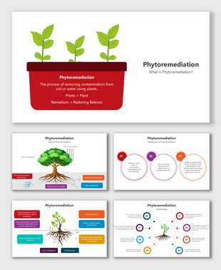 Phytoremediation slides with plant-root visuals, circular flowcharts, color-coded boxes, and process placeholders.