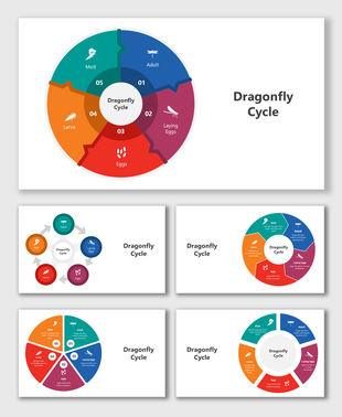 Dragonfly cycle visual showing stages from egg to adult in a colorful circular segmented infographic with icons.