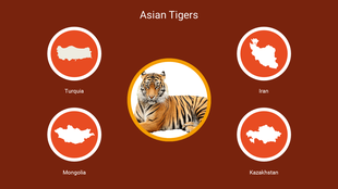 Visual representation of Asian Tigers with a central tiger image and surrounding maps of four countries.