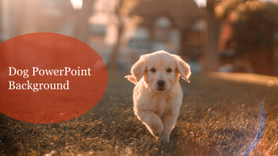 Warm toned slide background showing a fluffy golden puppy running toward the camera with title text on a red bubble.