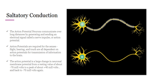Myelinated neuron transmitting action potentials diagram illustrating saltatory conduction and its significance for senses.
