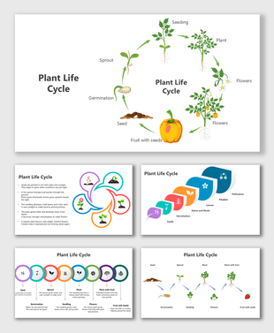 Plant Life Cycle showing stages from seed, sprout, plant, flowers, fruit, and their interconnections.