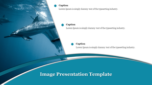 Underwater image of dolphins swimming on the left, with captions and text space on a curved teal and white layout.