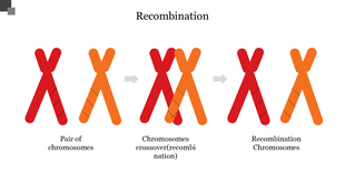 Recombination PPT Presentation Template For Slides