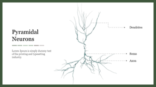 Illustration of a pyramidal neuron with three labeled parts on a white background with green border.