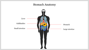 Diagram of human anatomy slide showing the stomach, liver, gallbladder, small intestine, and large intestine.