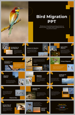 A pack of slides showcasing vibrant birds and the text with a thought provoking quote about birds as miracles.