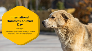 A pack of slides for homeless animals day, detailing the importance of shelter support, adoption processes, and volunteer.