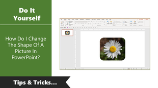 Tutorial on changing the shape of an image in PowerPoint, featuring a picture of a flower.