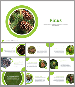 Slides showcasing Pinus, featuring images of pine cones and green circular accents with text descriptions.