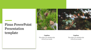 Slide with a green header and white text area, with two side-by-side images of pine trees with cones on the right.