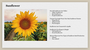 Slide featuring a close-up sunflower image on the left, with facts about sunflowers listed on the right.