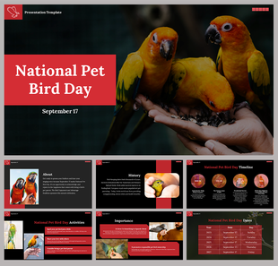 Slide deck featuring colorful pet birds in hand, with a red and black theme, discussing activities and history.