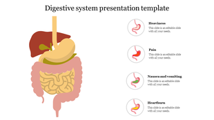Best Digestive system presentation template 
