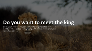 Zoo PowerPoint template slide featuring a majestic lion lying down in a natural habitat with bold text overlay.