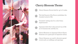 Slide design with cherry blossom flower facts listed in black text beside a decorative floral photo divided into strips.