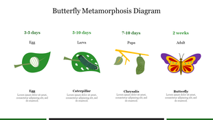 Butterfly life cycle with stages in egg on a leaf, caterpillar, chrysalis on a branch, and vibrant adult, with time duration.