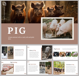 Pig themed slides with visuals of farm pigs and text sections on farming, conservation, history, and different breeds.