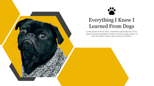 Black pet pug wrapped in a scarf, integrated into a yellow and black hexagon design with a quote.