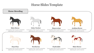 A slide displaying eight different horse breeds with images,  by a caption area for each placed in a white background.