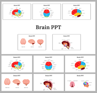 Set of brain anatomy slides showing different sections and labeled parts in a PowerPoint template.