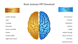Brain anatomy slide illustrating the differences between left and right brain functions.