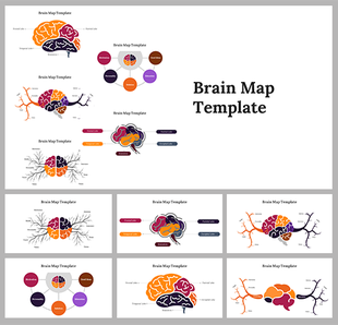 A pack of brain map slides showing different brain areas and connections with colorful labels with text.