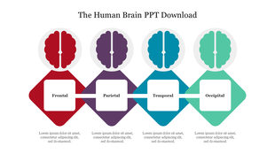 Four brain illustrations in red, purple, blue, and green, aligned horizontally above corresponding labeled diamond sections.